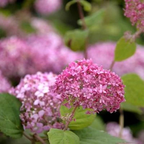 Ballhortensie pink annabelle - ballhortensie,