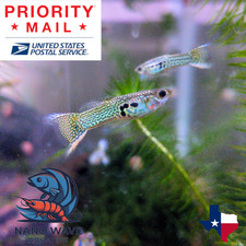 Tx Bred x4 Male Assorted Guppy