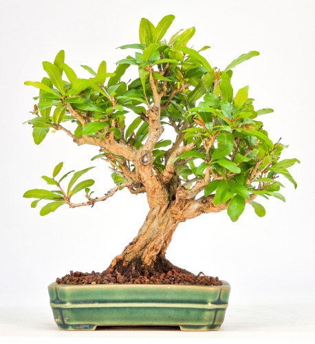 Bonsai granatapfel punica - -,