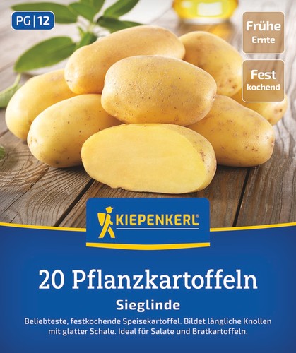 Pflanzkartoffel sieglinde 20 - pflanzkartoffel, sieglinde,