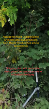 Bergahorn, Acer pseudoplatanus, Planetree maple, 25 seeds, samen, Bienenweide