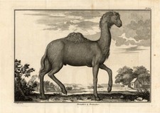 Antiker Druck - DROMEDAR -
