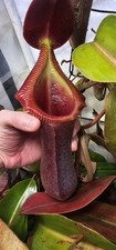 XXL Nepenthes x trusmadiensis