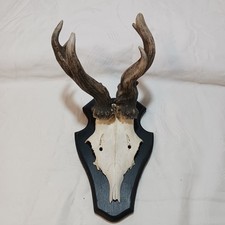 1 abnormes Rehgeweih