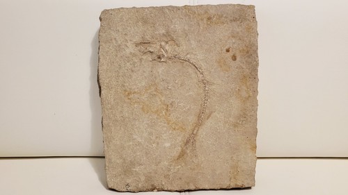 Versteinerter fisch fossil - versteinerter,