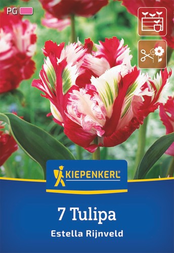 Kiepenkerl tulpenzwiebeln - kiepenkerl,