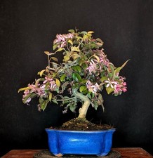 Bonsai roter apfelbaum malus - apfelbaum,