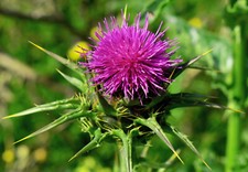 100 Samen Mariendistel Silybum marianum Heilpfanze Wildblume Bienenweide