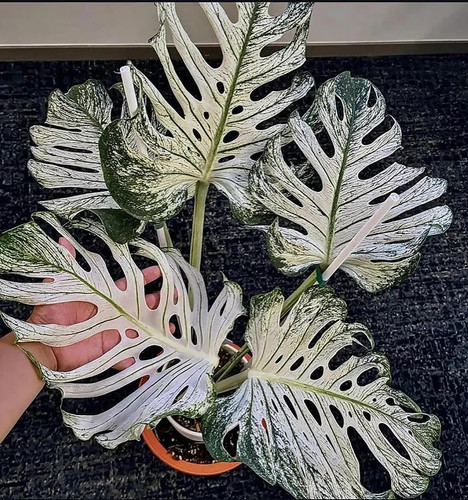 Monstera deliciosa devil 5 - deliciosa, "devil"