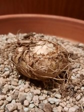 Sauromatum venosum blühfähig, große Knolle, Amorphophallus, Caudex, voodoo lily 