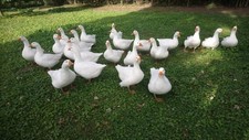 10 Gänsebruteier von