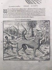 Seltene Giraffe 1585 Löwe