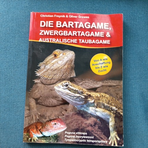 Die bartagame zwergbartagame - die,