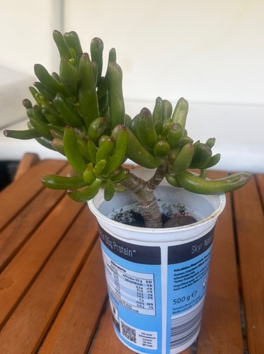 Geldbaum pfenningbaum crassula - pfenningbaum,