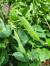 ERBSE "Sima"  WINTERERBSE Pisum sativum für den Überwinterungsanbau Topf, Kübel