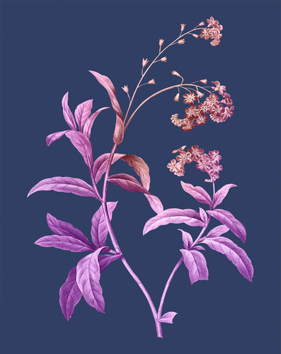 Rosa botanische wandkunst - rosa,