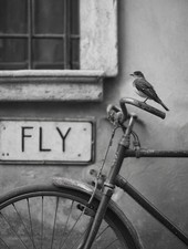 Gleitschirm Ozone Rush 6 9/25