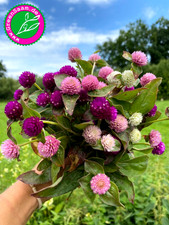 KUGELAMARANT MIX ♥️ 100+