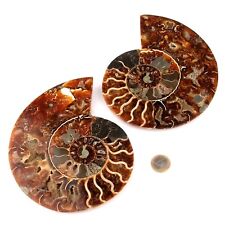 Ammoniten Paar Poliert Ø ca