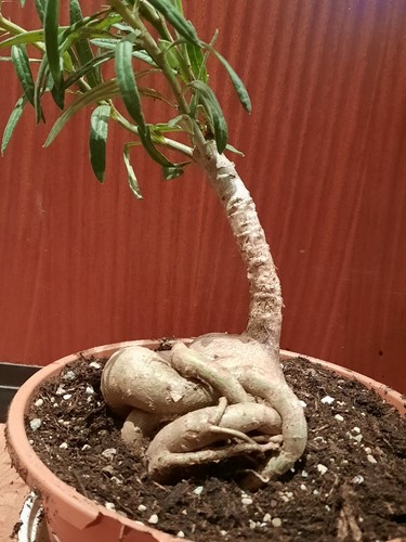 Pachypodium succulentum mit - pachypodium, l