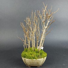 Bonsai - Dreispitzahorn, Acer