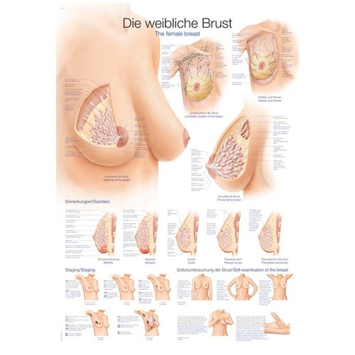 Erler zimmer anatomische - zimmer,