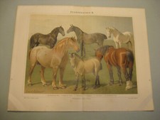 Pferde,Rassen,Anatomie 7