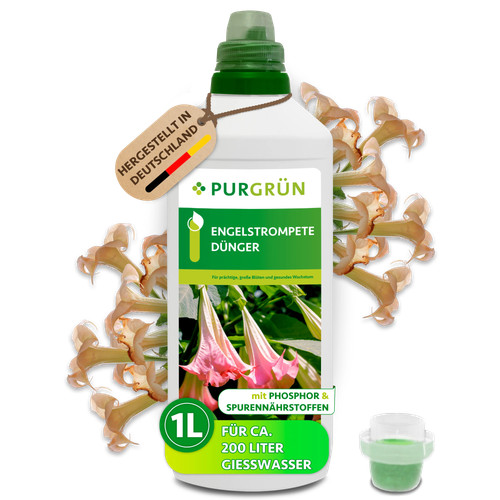 Purgrün engelstrompete - purgrün,