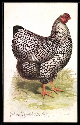 Silver wyandotte hen - wyandotte,