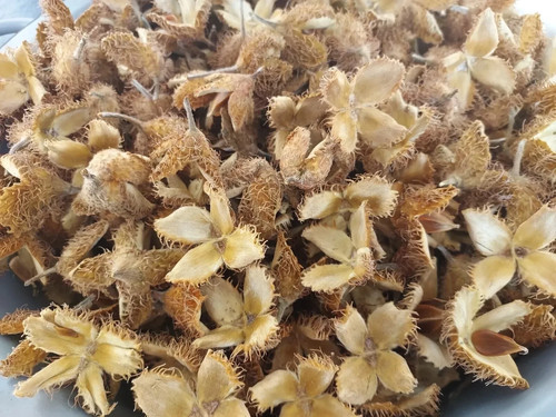 500 bucheckern schalen hülsen - bucheckern,