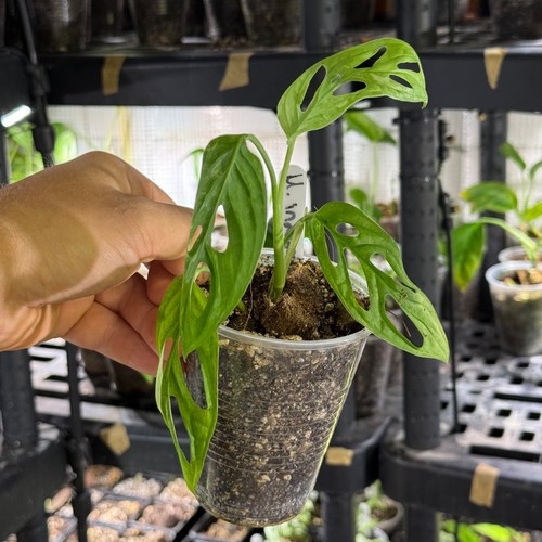 Monstera adansonii indonesia