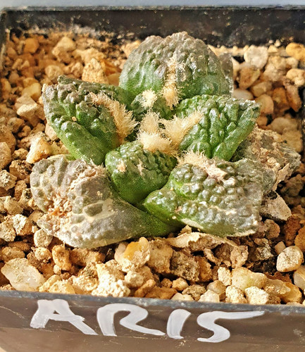 Ariocarpus auf eigenen - , wurzeln