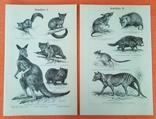 Beuteltiere I+ II Wombat Beutelwolf Teufel Opossum Känguruh Koala Holzstich 1893