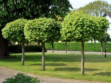 Kugel-Ahorn GLOBOSUM 160-180 cm auf Stamm im Container