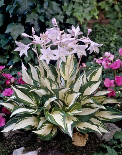 Hosta fire and ice - 1x,