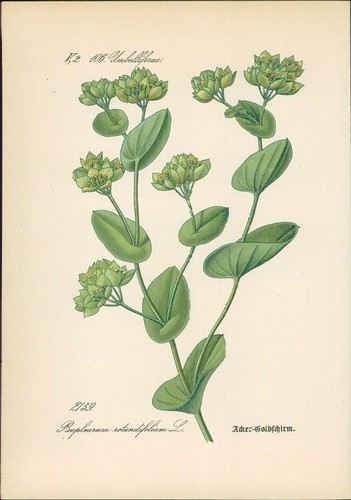 Chromolithographie - ,