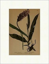 Geflecktes Knabenkraut Orchis