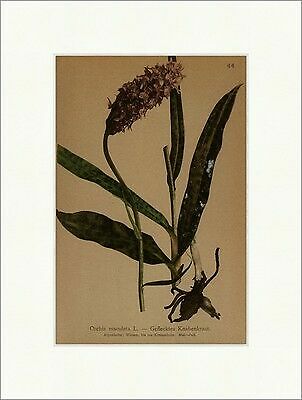 Geflecktes knabenkraut orchis - knabenkraut,