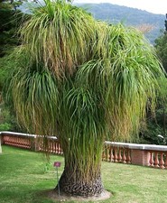 SAMEN ELEFANT Beaucarnea