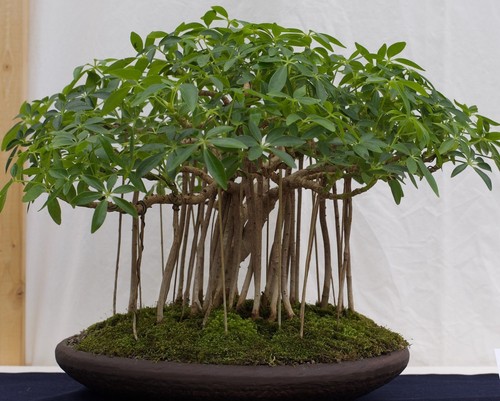 Samen bonsai zimmerpflanze - samen,