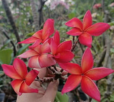 Frangipani Plumeria - Thai Orange Splendor - frisch aus Thailand eingetroffen -