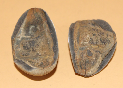 Dipleura dekay boliviensis - dipleura, i