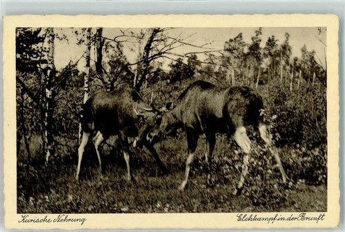 Königsberg kaliningrad foto - kaliningrad,