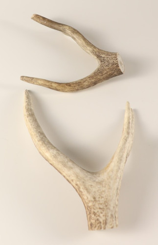 Geweih hirschkrone - geweih,