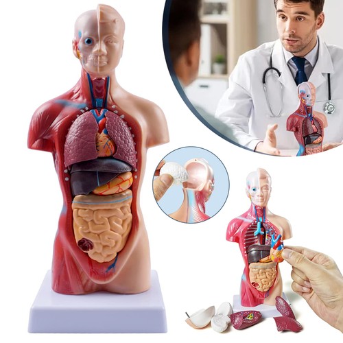Anatomie modell torso - anatomie,