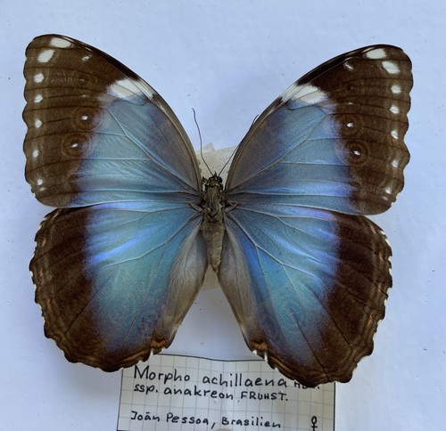 Entomologie morpho achillaena - entomologie*morpho,