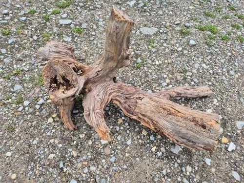 Skulptur wurzel stamm holz - wurzel,