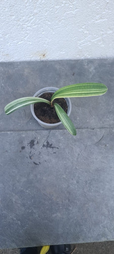 Clivia miniata variegata