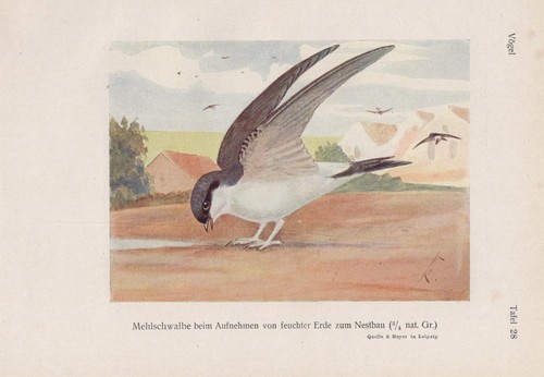 Mehlschwalbe delichon urbicum - mehlschwalbe,