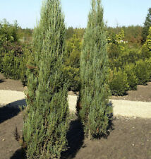 Blauer Raketenwacholder 125-150cm - Juniperus scopulorum